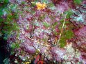 DSC05156 - Langouste~